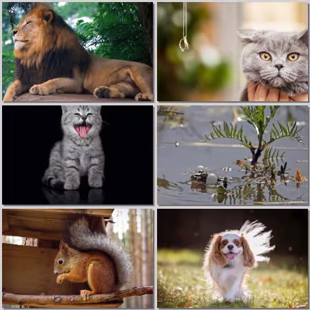 Animal World Wallpaper Part 814