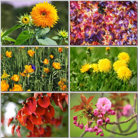 Flower Wallpaper Part 522