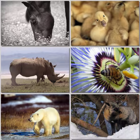 Animal World Wallpaper Part 819