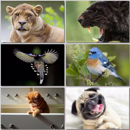 Animal World Wallpaper Part 815