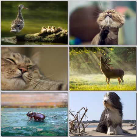 Animal World Wallpaper Part 811
