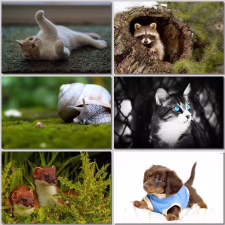 Animal world Wallpaper Part 817