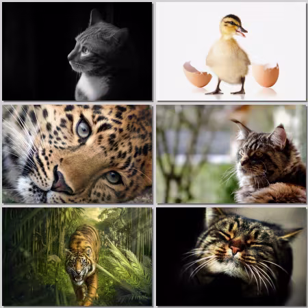 Animals Wallpaper Part 818