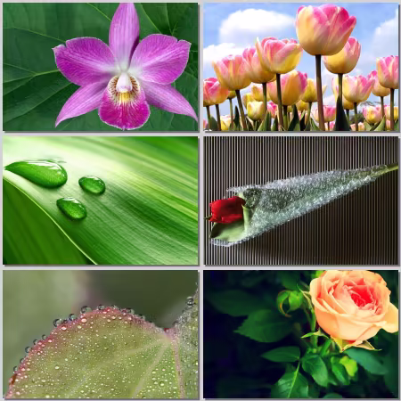 Flower wallpaper Part 527