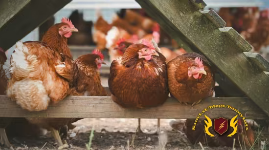 Chicken Keeping For Homesteaders