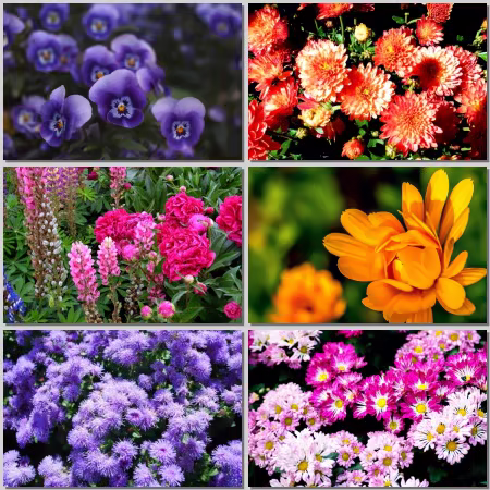 Flower Wallpaper Part 523