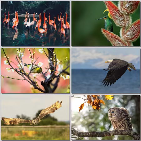 Birds #168
