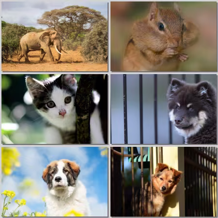 Animal World Wallpaper Part 812