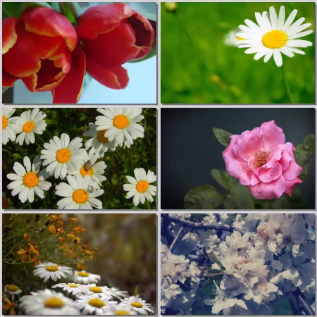 Flower Wallpaper Part 530