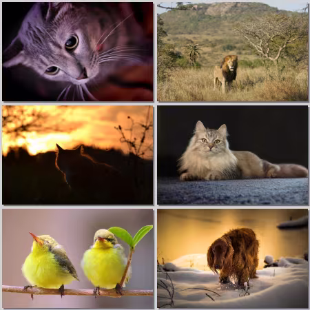 Animal World Wallpaper Part 822