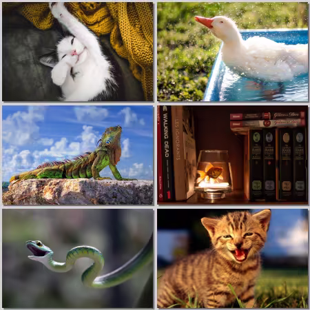 Animal world Wallpaper Part 825
