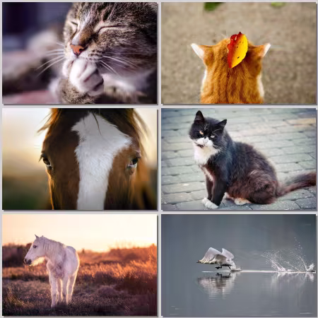 Animal world Wallpaper Part 824