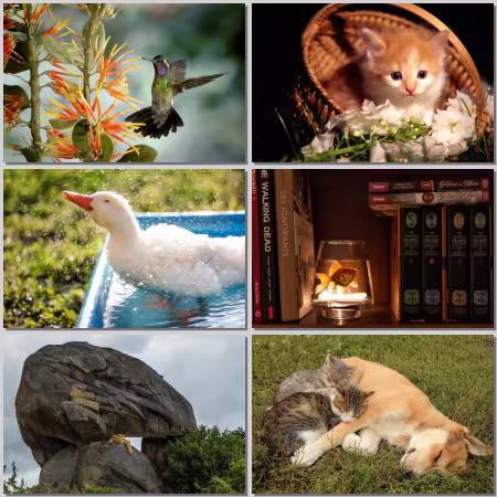 Animals Wallpaper Part 825