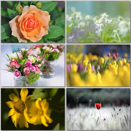 Flower Wallpaper Part 534