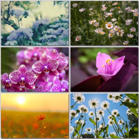 Flower Wallpaper Part 532