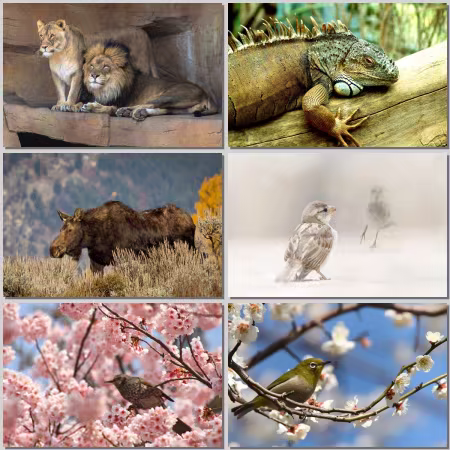 Animal World Wallpaper Part 828