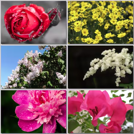 Flower Wallpaper Part 531