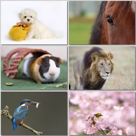 Animal World Wallpaper Part 827