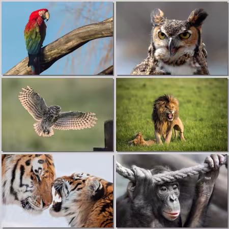 Animal World Wallpaper Part 829