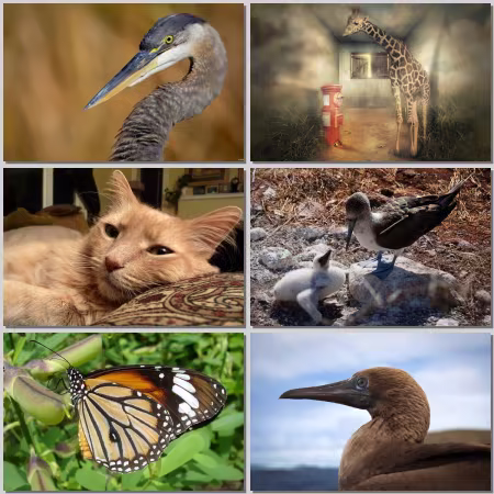 Animal World Wallpaper Part 820