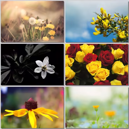 Flower Wallpaper Part 533