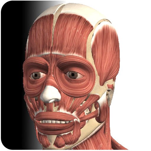 Visual Muscles 3D v1.4 Final