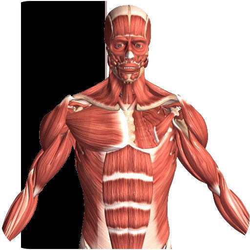 Visual Anatomy 2 v2.0 Final