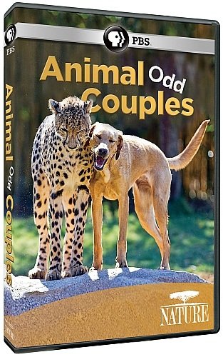 PBS - Nature: Animal Odd Couples (2012) 720p HDTV x264-W4F