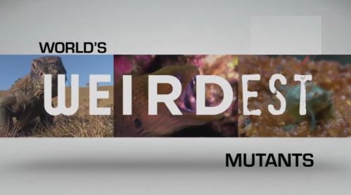 National Geographic - World's Weirdest: Animal Taboos Mutants (2015) 720p HDTV x264-SQUEAK