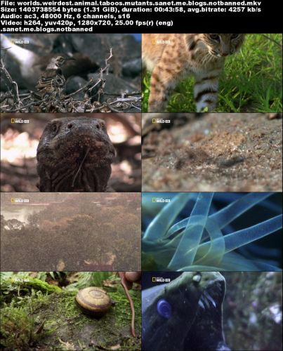 National Geographic - World's Weirdest: Animal Taboos Mutants (2015) 720p HDTV x264-SQUEAK