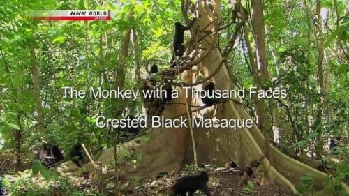 NHK Wildlife - The Monkey with a Thousand Faces: Crested Black Macaque (2013) 720p HDTV x264-MVGroup