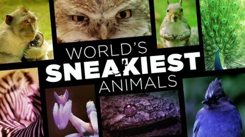 BBC - World's Sneakiest Animals (2016) 1080p HDTV x264-MVGroup