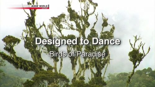 NHK Wildlife - Designed to Dance: Birds of Paradise (2011) 720p HDTV x264-MVGroup