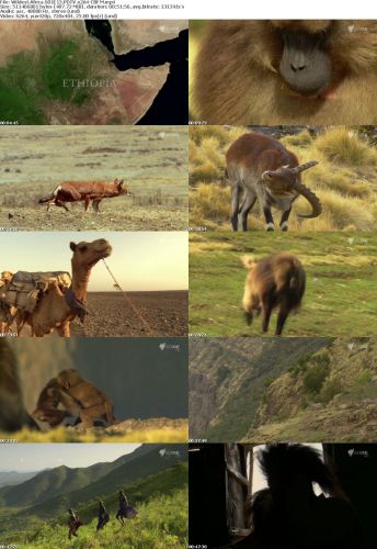 Wildest Africa S01E13 PDTV x264-CBFM