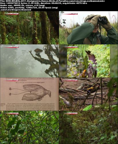 NHK Wildlife - Designed to Dance: Birds of Paradise (2011) 720p HDTV x264-MVGroup