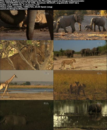 Discovery Channel - Animal Planet: Lions and Giants (2015) 720p HDTV x264-CBFM
