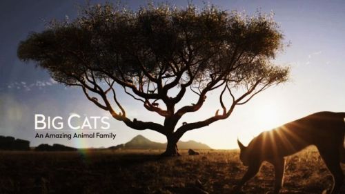 BSkyB - Big Cats: An Amazing Animal Family (2015) 720p HDTV x264-MVGroup