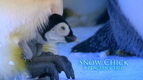 BBC - Snow Chick: A Penguin's Tale (2015) 1080p HDTV x264-MVGroup
