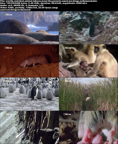 National Geographic - World's Weirdest: Animal Taboos Meet The Parents (2015) 720p HDTV x264-SQUEAK