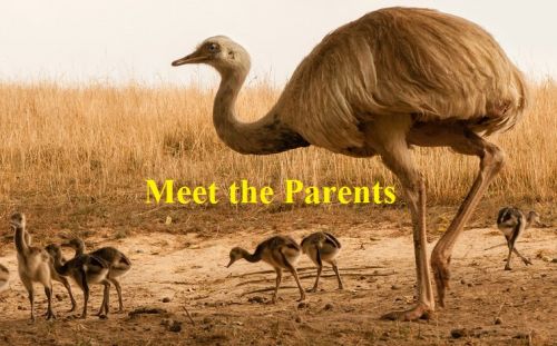 National Geographic - World's Weirdest: Animal Taboos Meet The Parents (2015) 720p HDTV x264-SQUEAK