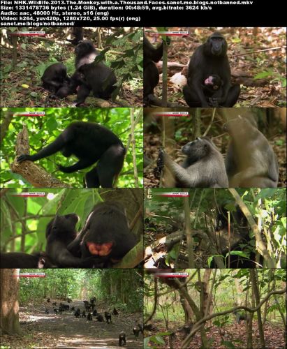 NHK Wildlife - The Monkey with a Thousand Faces: Crested Black Macaque (2013) 720p HDTV x264-MVGroup