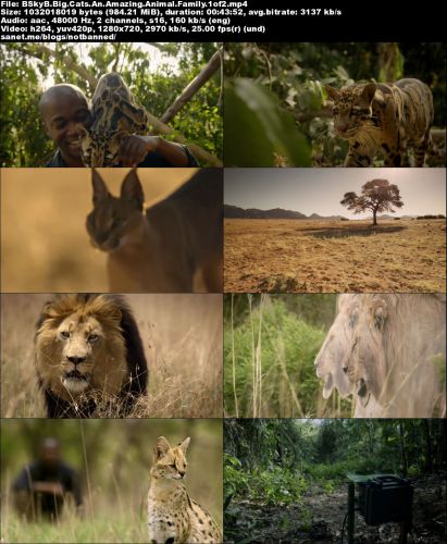 BSkyB - Big Cats: An Amazing Animal Family (2015) 720p HDTV x264-MVGroup