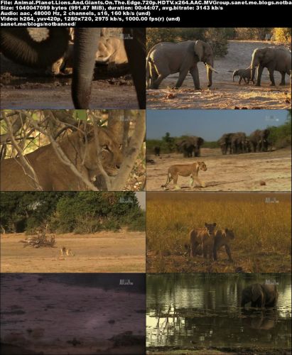 Discovery Channel - Lions and Giants (2016) 720p HDTV x264-MVGroup