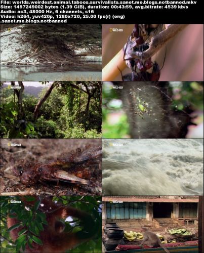 National Geographic - World's Weirdest: Animal Taboos Survivalists (2015) 720p HDTV x264-SQUEAK