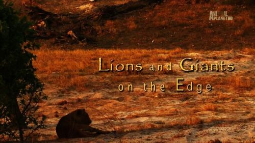 Discovery Channel - Lions and Giants (2016) 720p HDTV x264-MVGroup