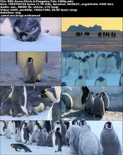 BBC - Snow Chick: A Penguin's Tale (2015) 1080p HDTV x264-MVGroup