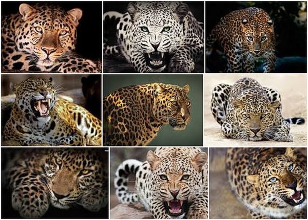 Leopard HD Wallpapers