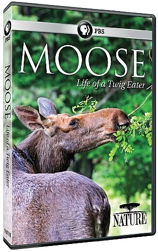 PBS - Nature: Moose: Life of a Twig Eater (2016) 720p HDTV x264-W4F