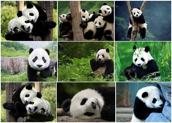 Panda HD Wallpapers