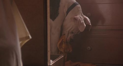 Homeward Bound - The Incredible Journey 1993 720p WEB-DL ArM